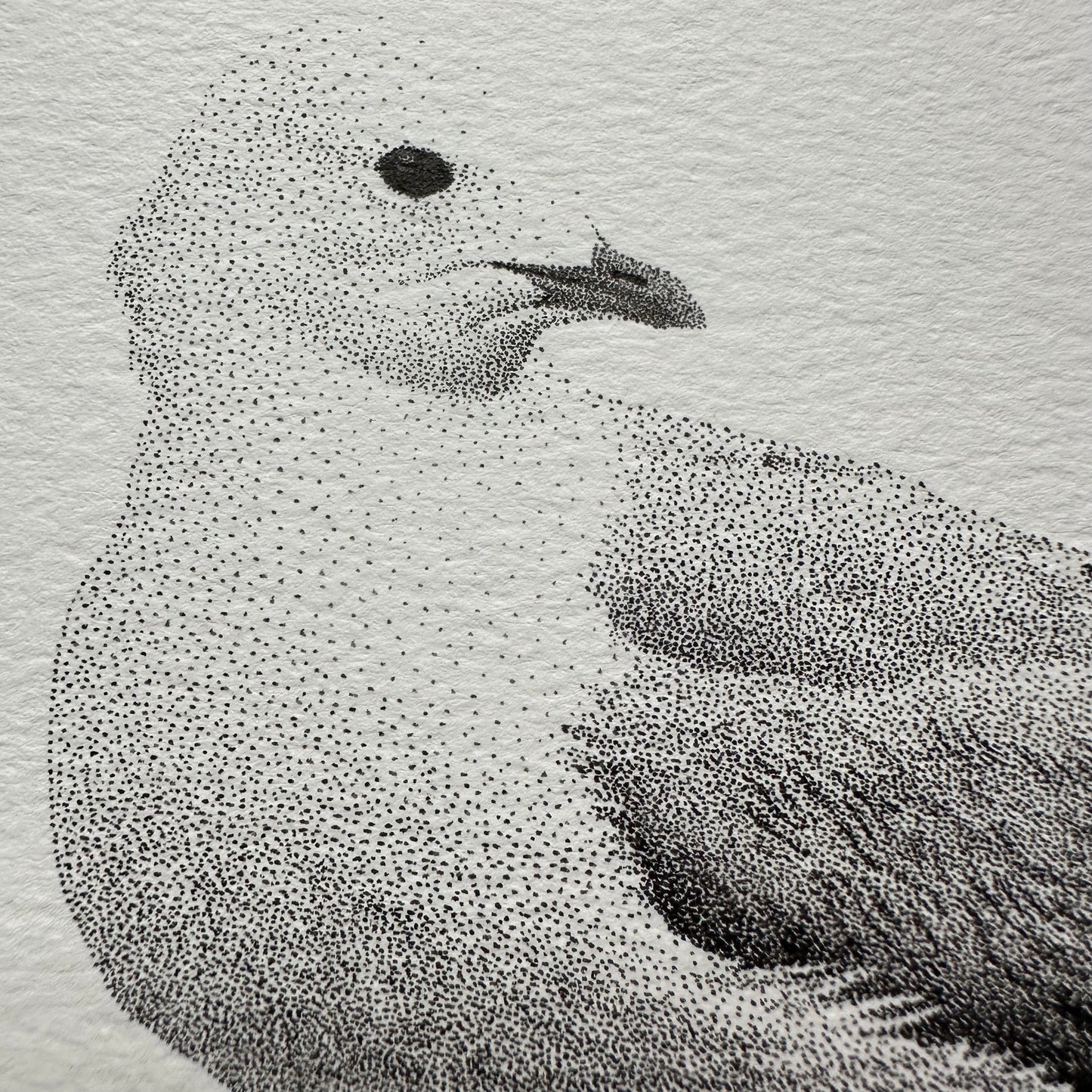 Seagull | Original