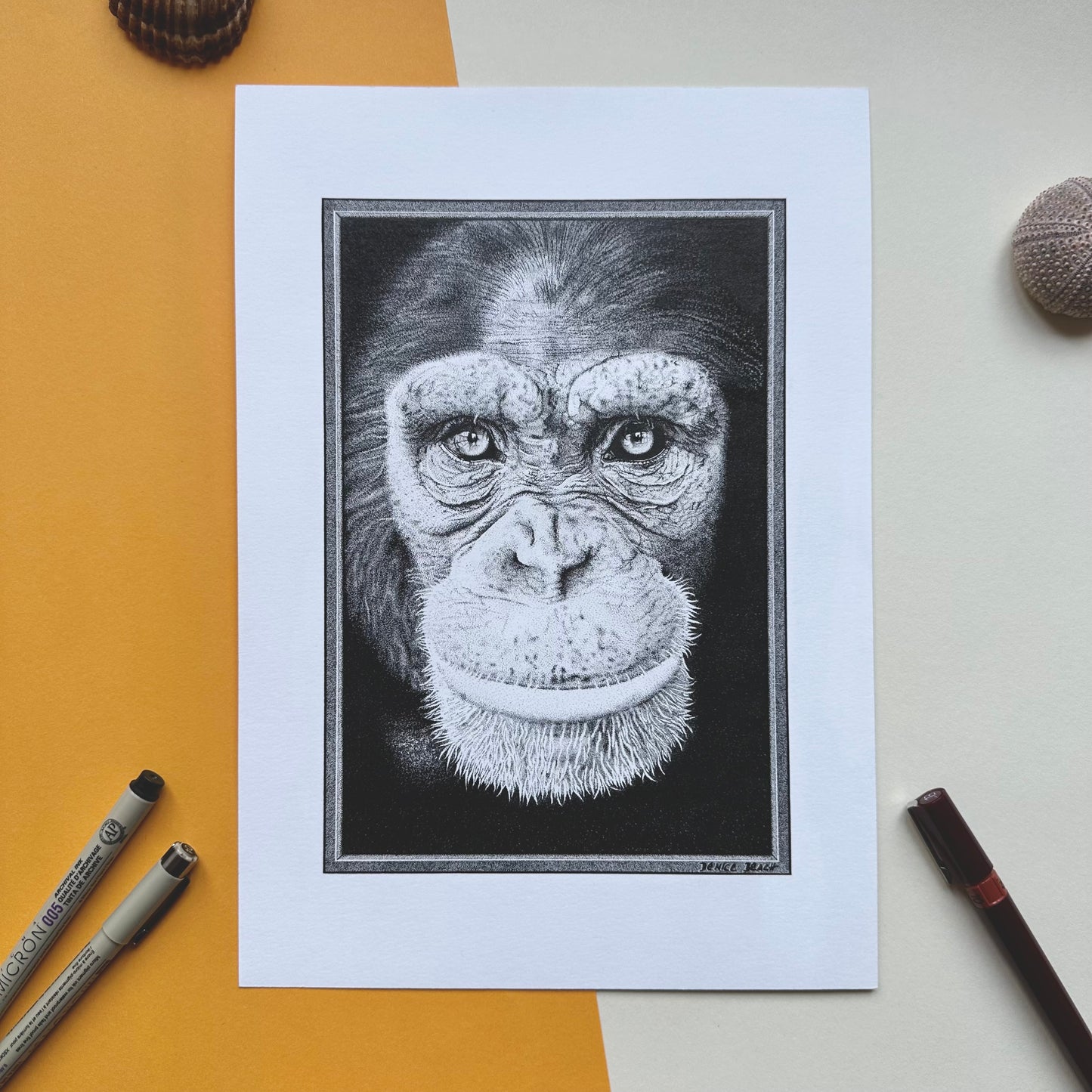 Chimpanzee | Original