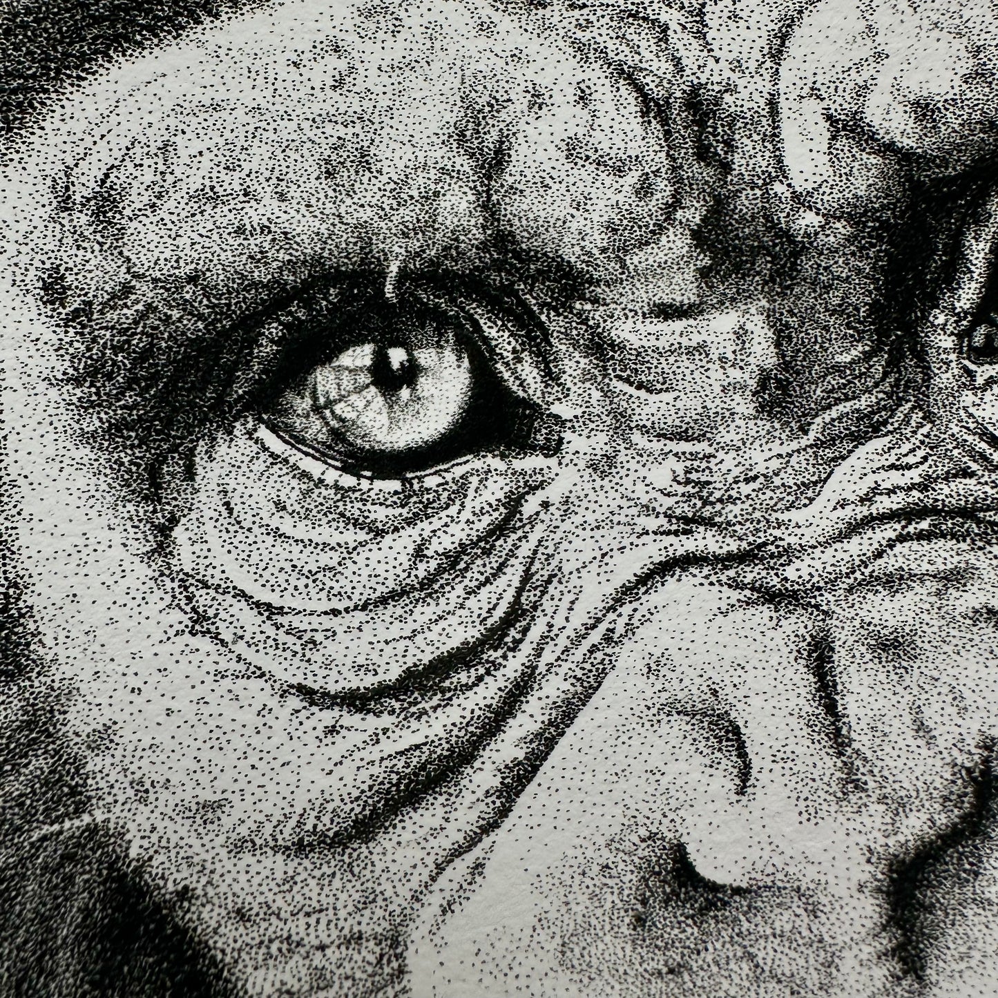 Chimpanzee