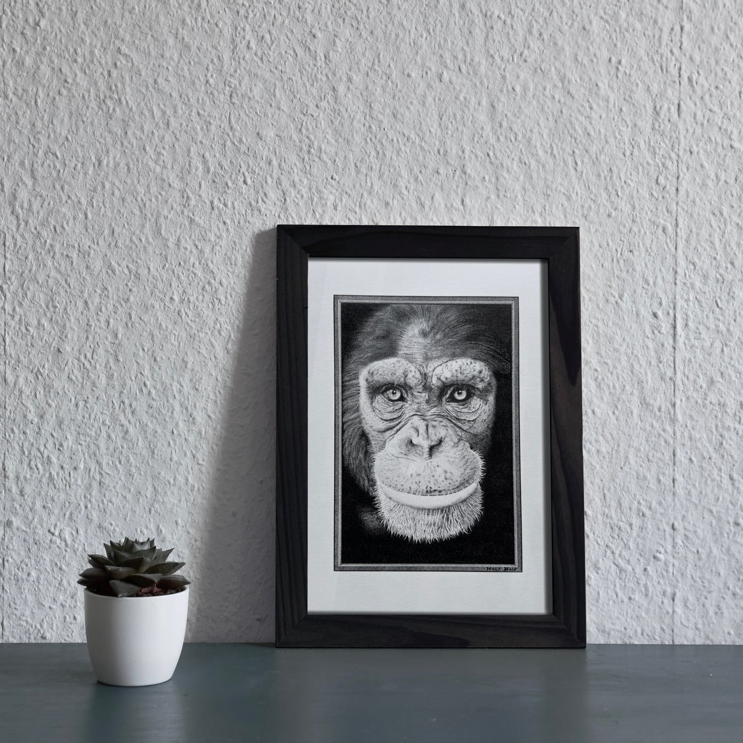 Chimpanzee | Original